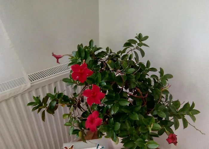 Apartman Vojinovic Arandjelovac